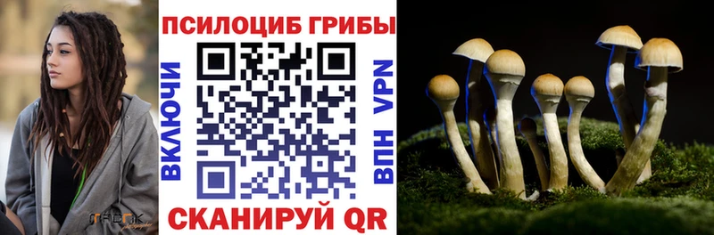 Псилоцибиновые грибы Psilocybe  Купить где  Томилино 